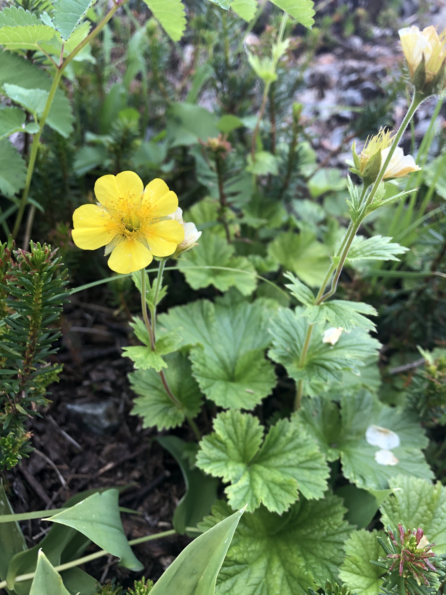 Geum calthifolium