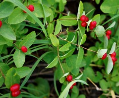 Lonicera chamissoi