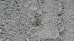Cicindela bellissima