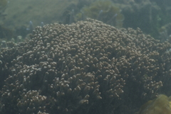 Montipora digitata