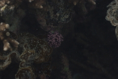 Amphiroa