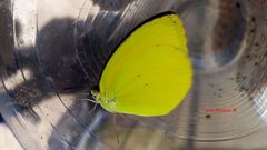 Pyrisitia dina westwoodi
