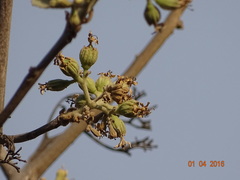 Cordia macleodii
