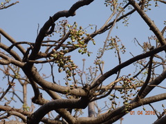 Lannea coromandelica