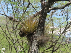 Tillandsia inopinata