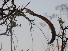 Dolichandrone falcata