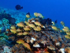 Pseudanthias huchtii