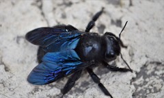 Xylocopa violacea