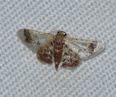 Idaea asceta