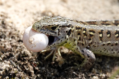 Sand Lizard photo 5