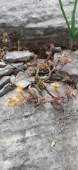 Sedum urvillei