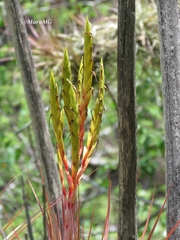 Tillandsia inopinata