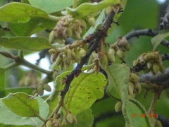 Diospyros malabarica