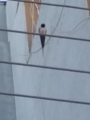 Hirundo rustica