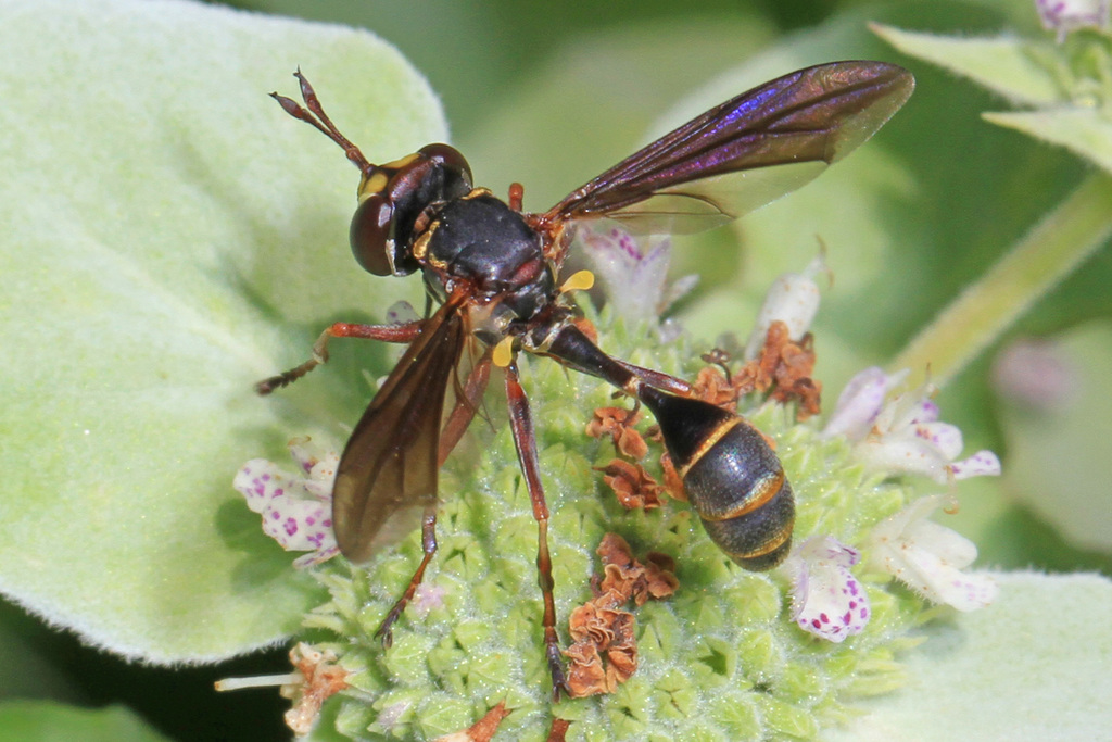 Physocephala sagittaria