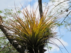 Tillandsia inopinata