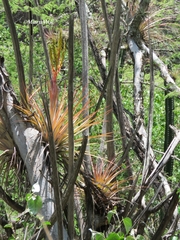 Tillandsia inopinata