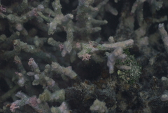 Amphiroa