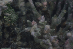Amphiroa