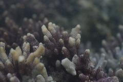 Montipora digitata