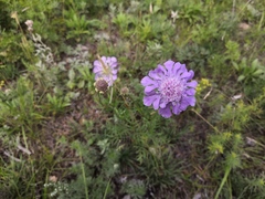 Scabiosa comosa