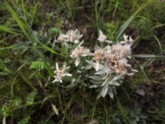 Leontopodium leontopodioides