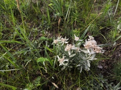 Leontopodium leontopodioides