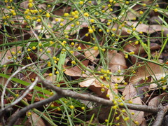 Acacia extensa