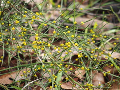 Acacia extensa