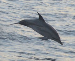 Stenella frontalis