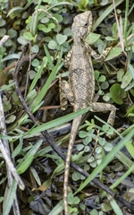 Sitana