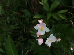 Begonia decandra