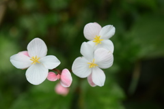 Begonia decandra