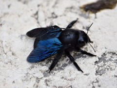 Xylocopa violacea