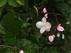 Begonia decandra