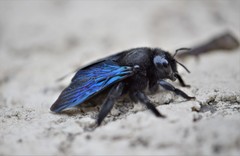 Xylocopa violacea