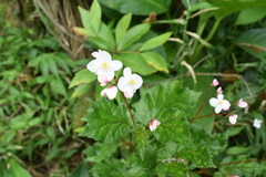 Begonia decandra