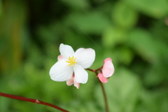 Begonia decandra