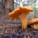 Pacific Golden Chanterelle - Photo (c) Kevin, some rights reserved (CC BY-NC), uploaded by Kevin