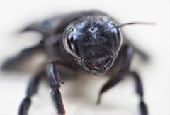 Xylocopa violacea