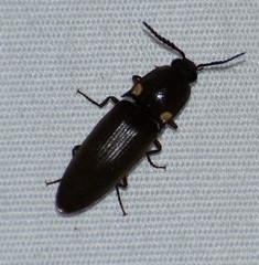 Deilelater physoderus