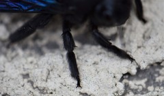Xylocopa violacea