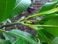 Anoplolepis gracilipes