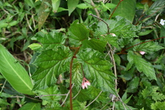 Begonia decandra