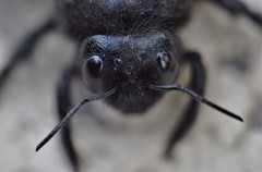 Xylocopa violacea