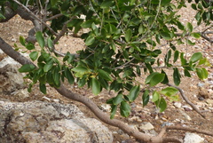 Acacia simplex