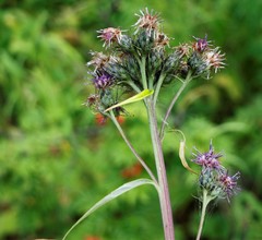 Saussurea pseudotilesii