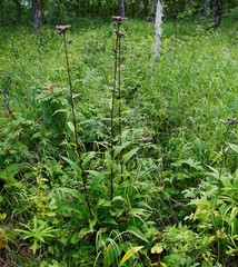 Saussurea pseudotilesii