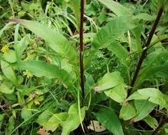 Saussurea pseudotilesii