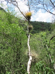 Tillandsia inopinata